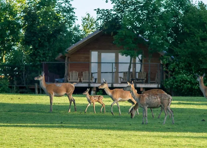 Parc Animalier De Sainte-croix Отель *